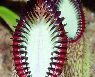 自然界總有一些奇葩植物