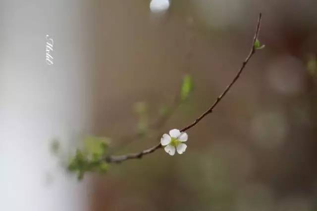 春天 茶席上的插花