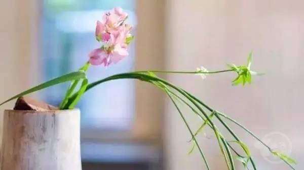 春天 茶席上的插花