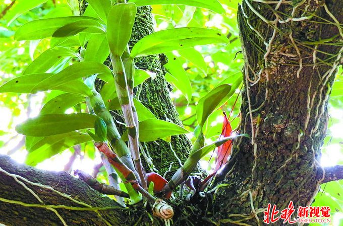 盜挖已形成隱秘交易鏈