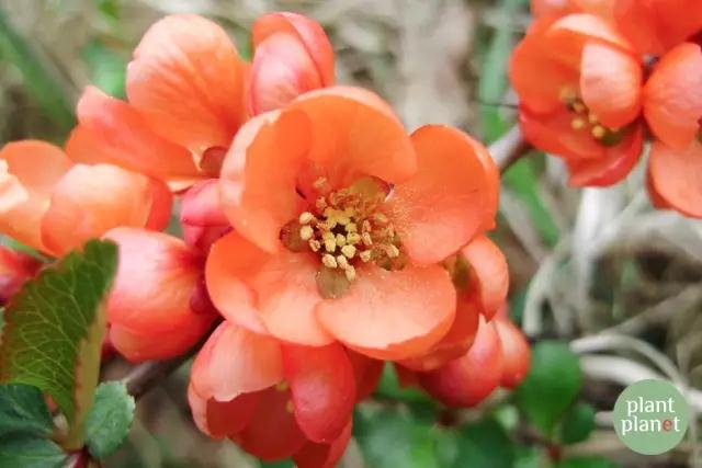 六種你不能錯(cuò)過的早春開花的最美灌木