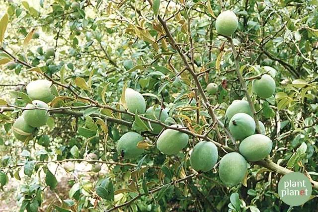 六種你不能錯(cuò)過的早春開花的最美灌木