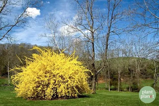 六種你不能錯過的早春開花的最美灌木