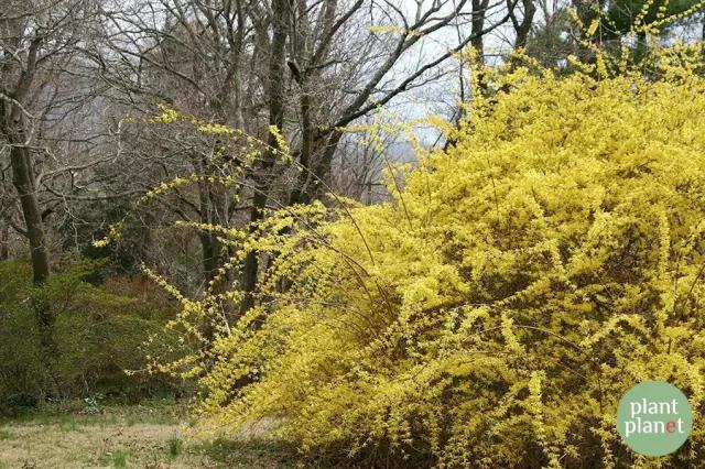六種你不能錯過的早春開花的最美灌木