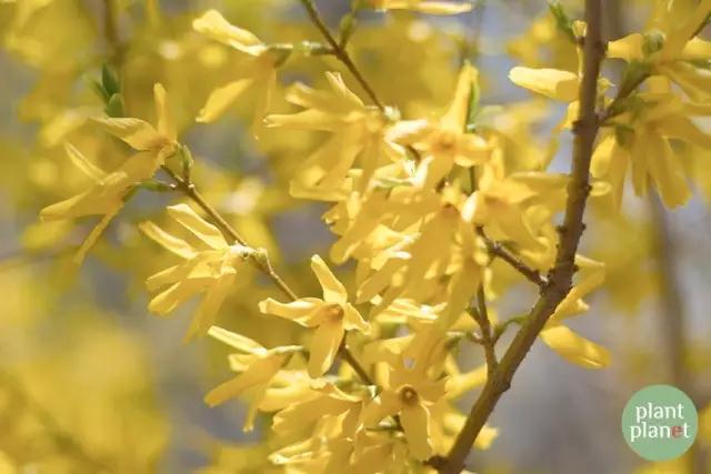 六種你不能錯過的早春開花的最美灌木