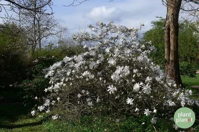 六種你不能錯過的早春開花的最美灌木