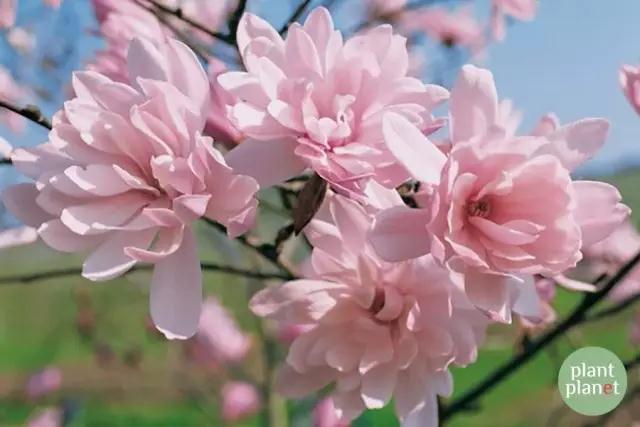 六種你不能錯過的早春開花的最美灌木