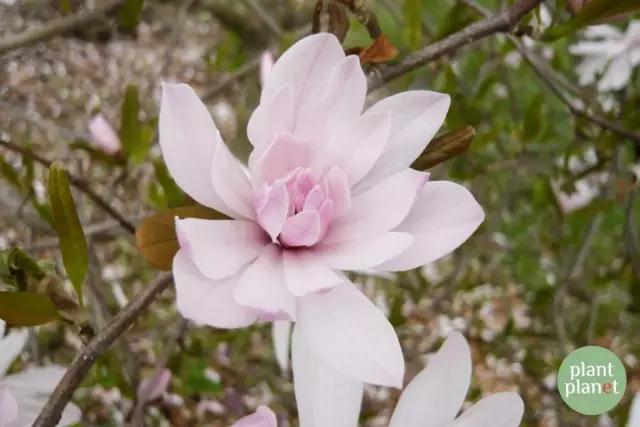 六種你不能錯過的早春開花的最美灌木