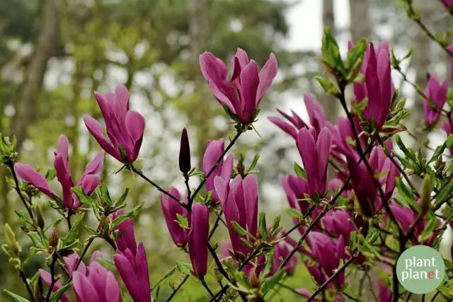 六種你不能錯過的早春開花的最美灌木