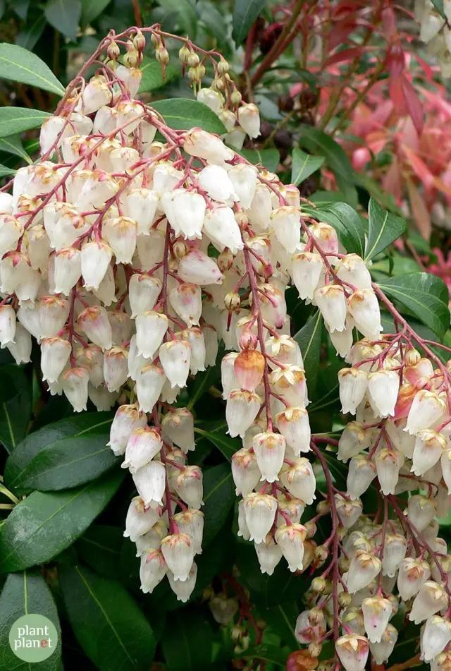 六種你不能錯過的早春開花的最美灌木