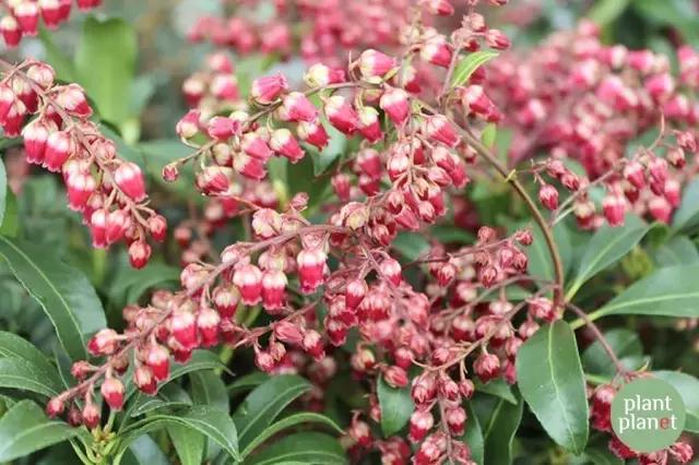 六種你不能錯過的早春開花的最美灌木