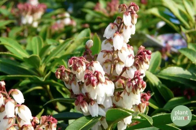 六種你不能錯過的早春開花的最美灌木