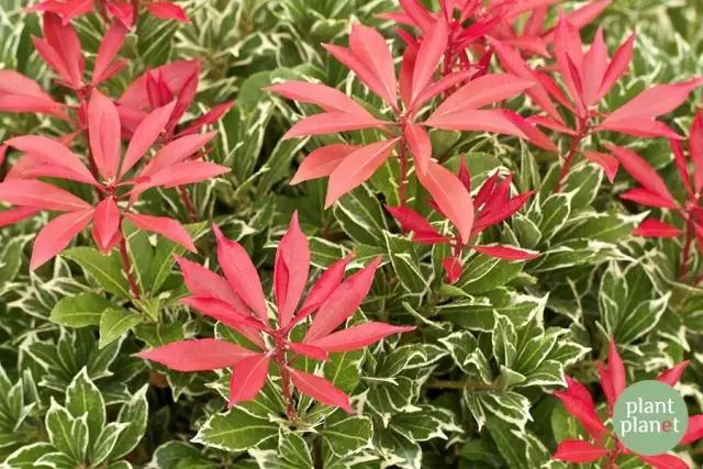 六種你不能錯過的早春開花的最美灌木