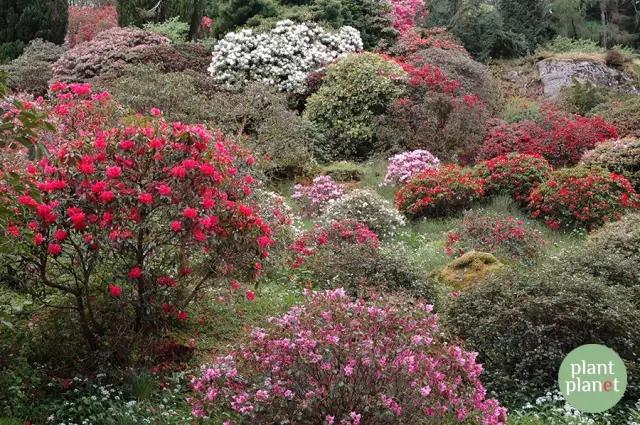 六種你不能錯過的早春開花的最美灌木