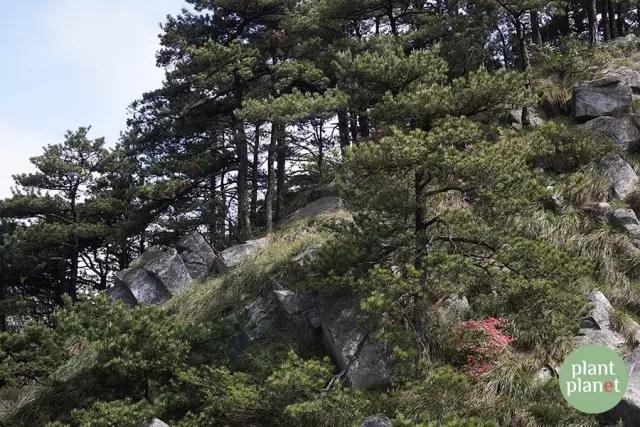 六種你不能錯過的早春開花的最美灌木