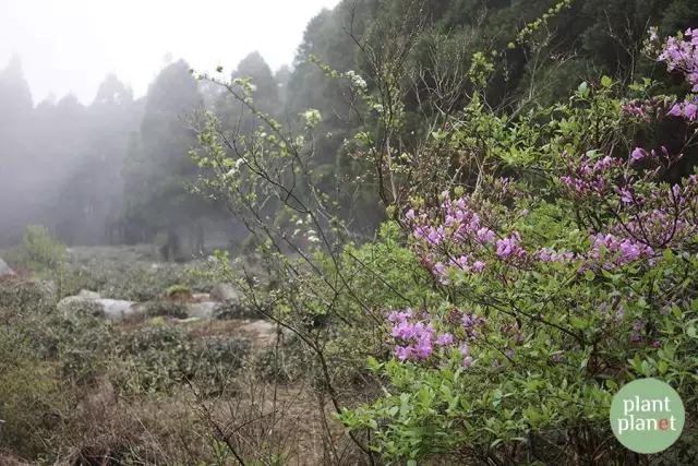 六種你不能錯過的早春開花的最美灌木