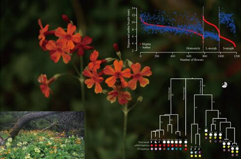 植物異型與同型花柱演化關系研究進展