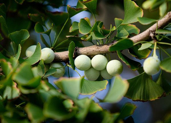 植物界的活化石也是餐桌上的美味