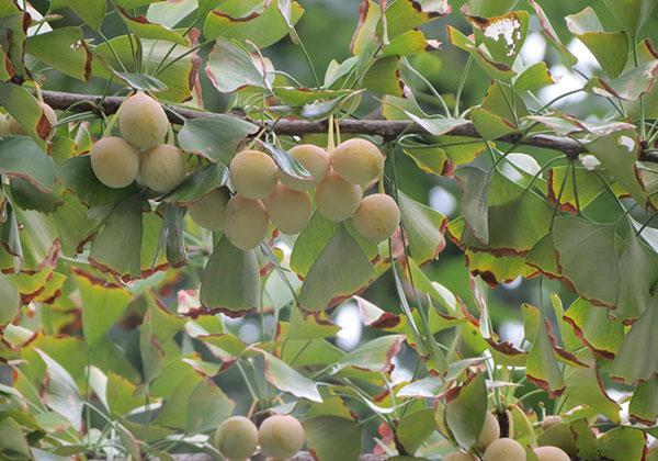 植物界的活化石也是餐桌上的美味