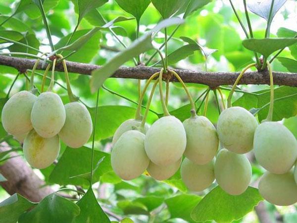 植物界的活化石也是餐桌上的美味