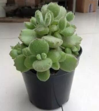 爛根、黑腐、病蟲害,這些難題換個盆就解決