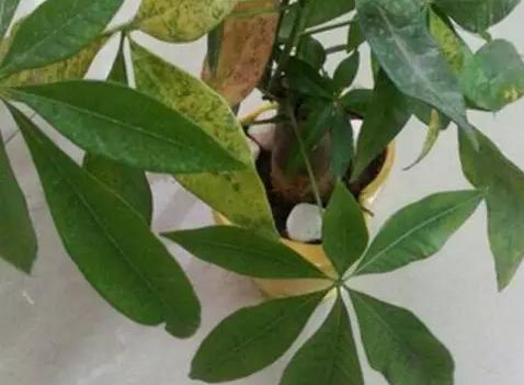 爛根、黑腐、病蟲害,這些難題換個盆就解決