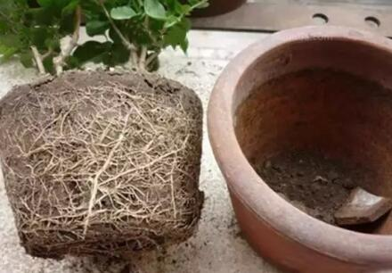 爛根、黑腐、病蟲害，這些難題換個盆就解決