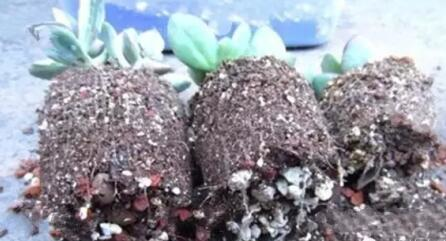 爛根、黑腐、病蟲害，這些難題換個盆就解決