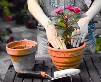 爛根、黑腐、病蟲害，這些難題換個盆就解決