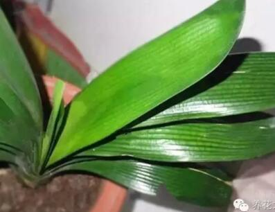 爛根、黑腐、病蟲害，這些難題換個盆就解決