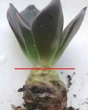 爛根、黑腐、病蟲害，這些難題換個盆就解決