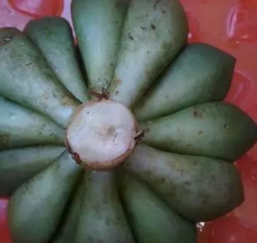 爛根、黑腐、病蟲害，這些難題換個盆就解決