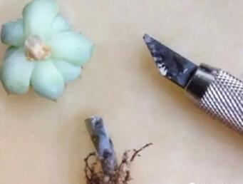 爛根、黑腐、病蟲害，這些難題換個盆就解決