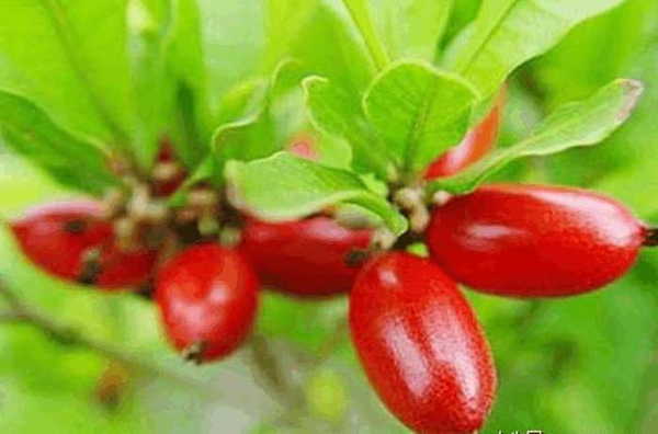 一種國家級珍貴植物是三高心血管病的克星