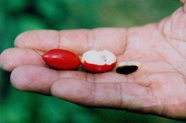 一種國家級珍貴植物是三高心血管病的克星