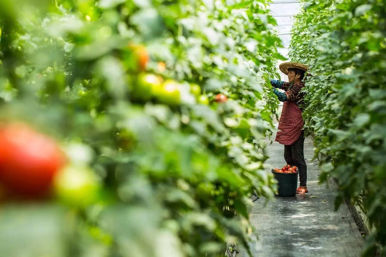 綠城宋衛平“理想小鎮”樣板農莊
