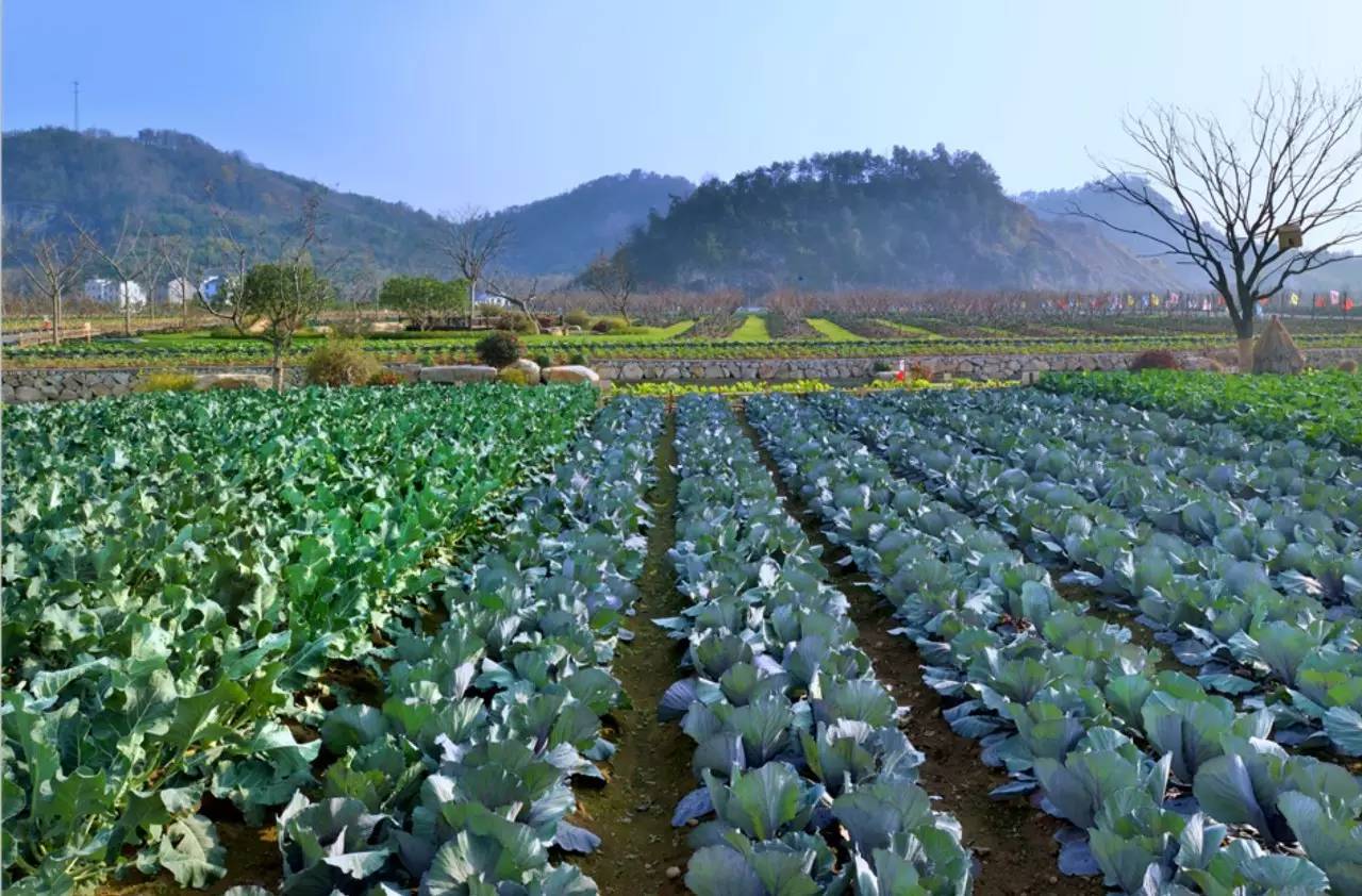 綠城宋衛平“理想小鎮”樣板農莊