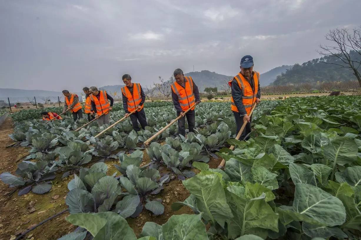 綠城宋衛平“理想小鎮”樣板農莊