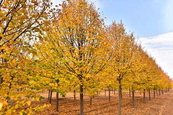 精品彩色苗木領軍企業——燕園農業