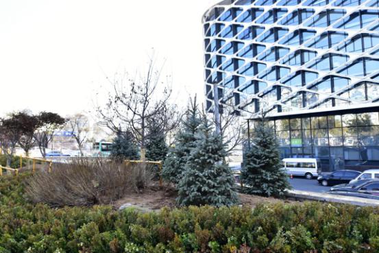 精品彩色苗木領軍企業——燕園農業