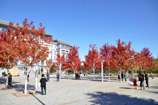 精品彩色苗木領軍企業——燕園農業