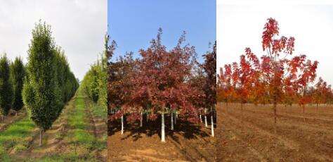 精品彩色苗木領(lǐng)軍企業(yè)——燕園農(nóng)業(yè)