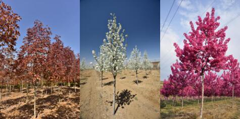 精品彩色苗木領(lǐng)軍企業(yè)——燕園農(nóng)業(yè)