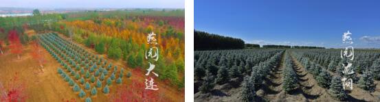 精品彩色苗木領軍企業——燕園農業