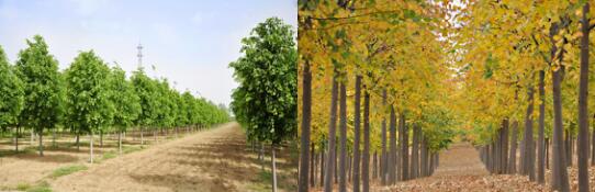 精品彩色苗木領軍企業——燕園農業