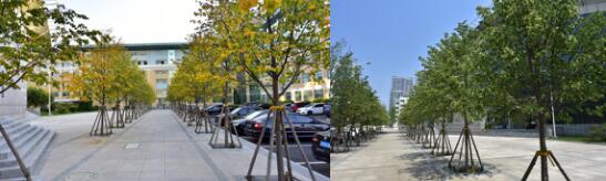 精品彩色苗木領軍企業——燕園農業