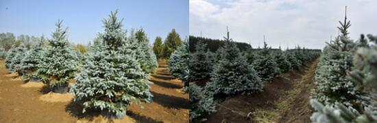 精品彩色苗木領軍企業——燕園農業