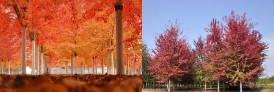 精品彩色苗木領軍企業——燕園農業