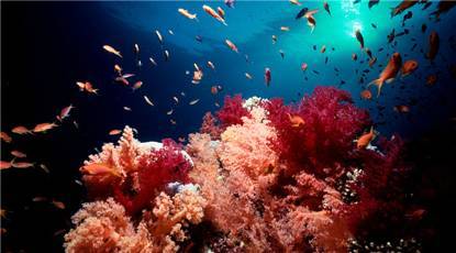 海水中的植物如何吸收陽光