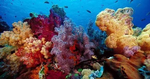 海水中的植物如何吸收陽光